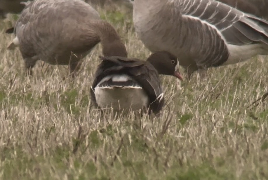 אווז קטן - ML645833608