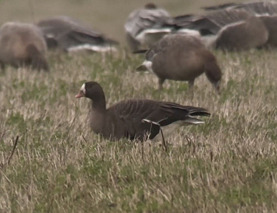 אווז קטן - ML645833609