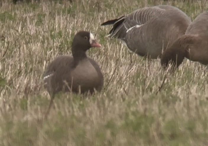 אווז קטן - ML645833610
