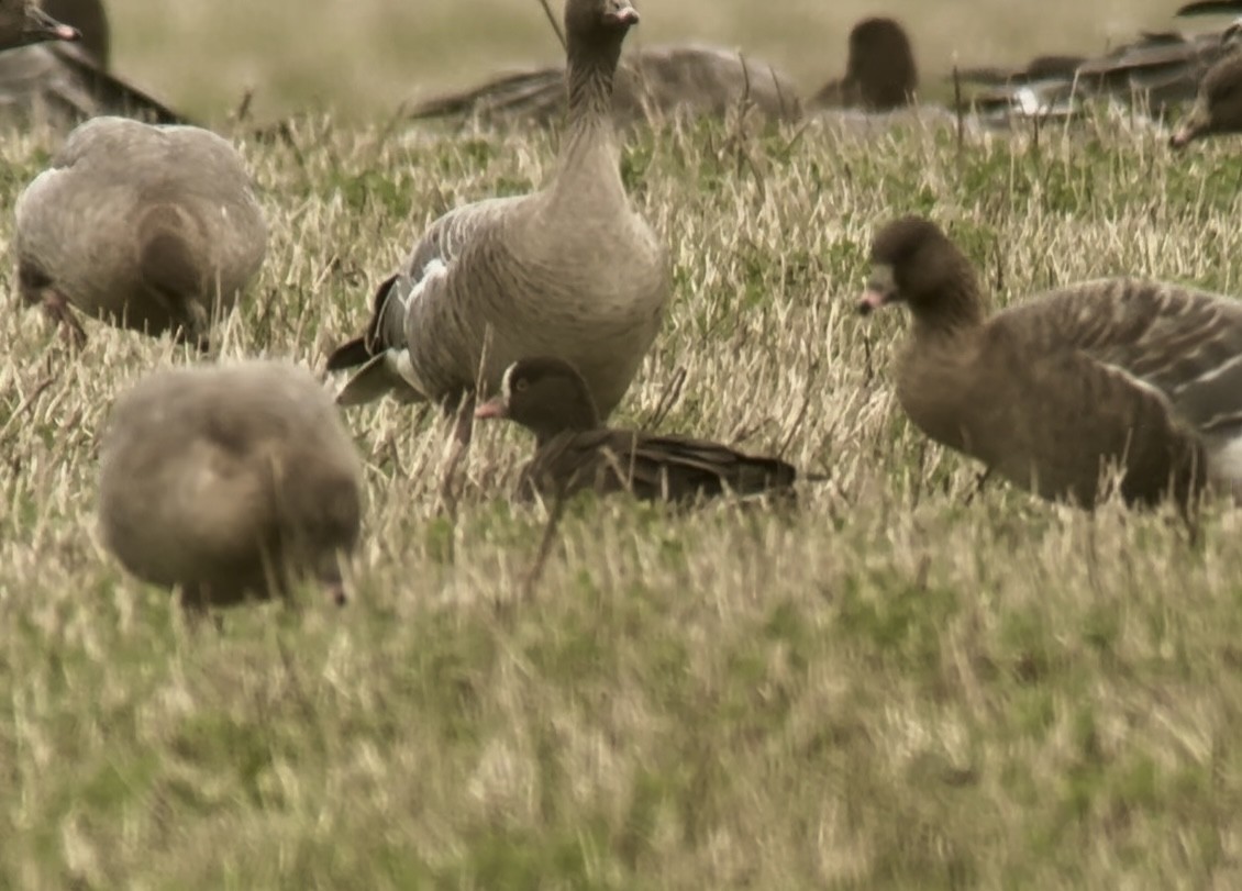 אווז קטן - ML645833611