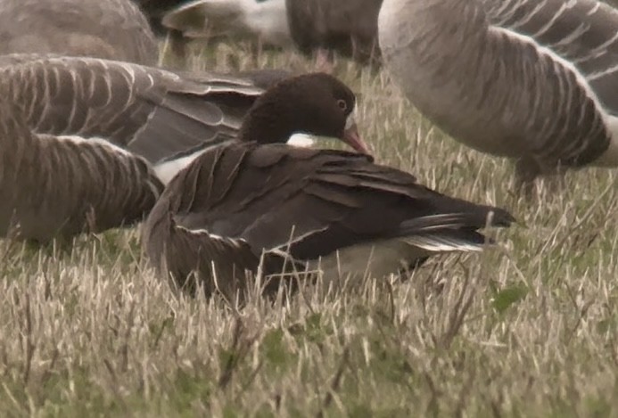 אווז קטן - ML645833612