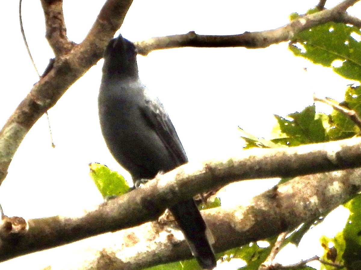 Papuan Cicadabird - ML645833620