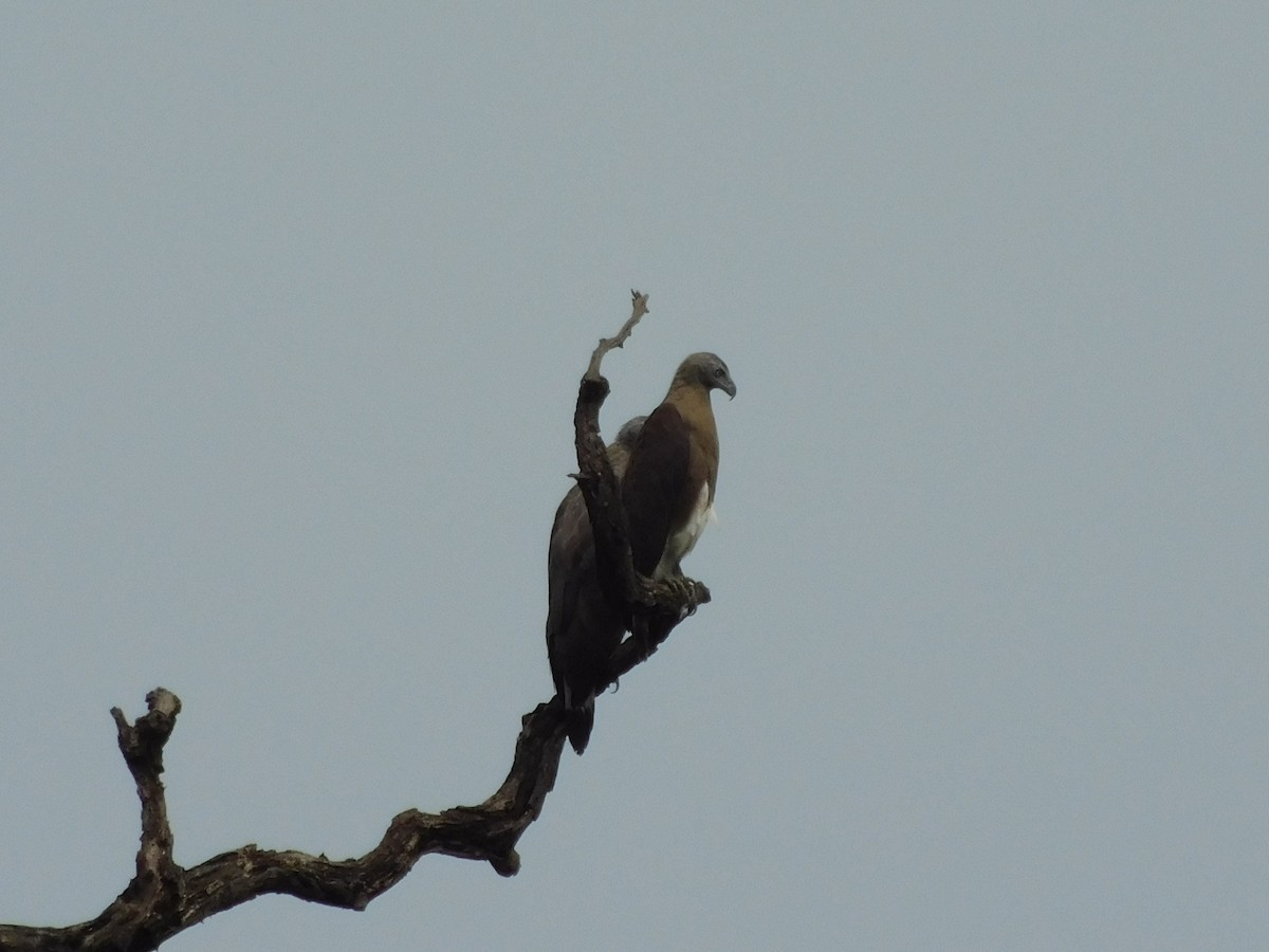 Gray-headed Fish-Eagle - ML645833621