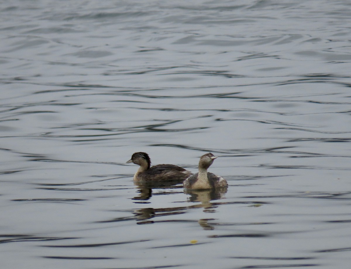 sølvhodedykker - ML645833628