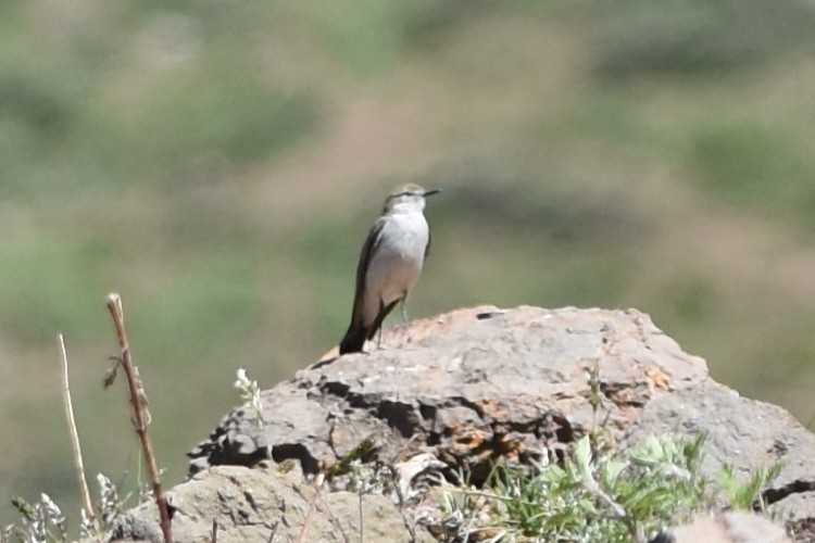 White-browed Ground-Tyrant - ML645833629