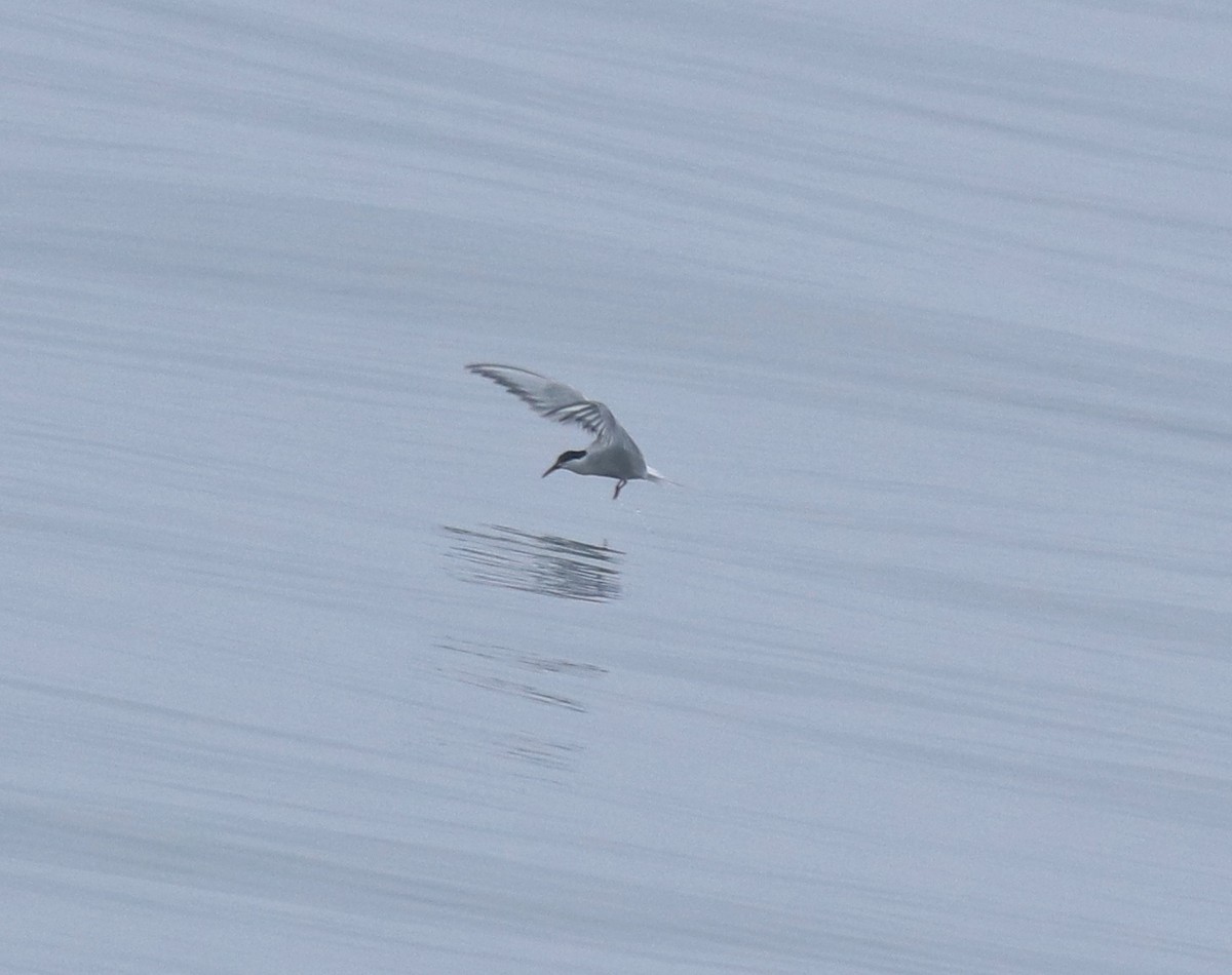 Common Tern - ML645833632