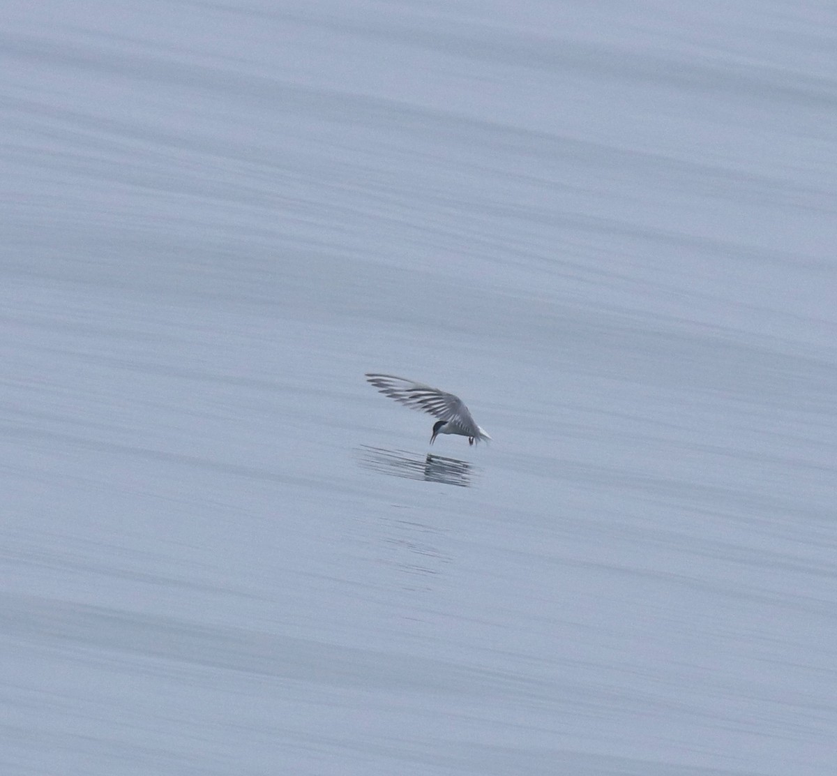 Common Tern - ML645833635