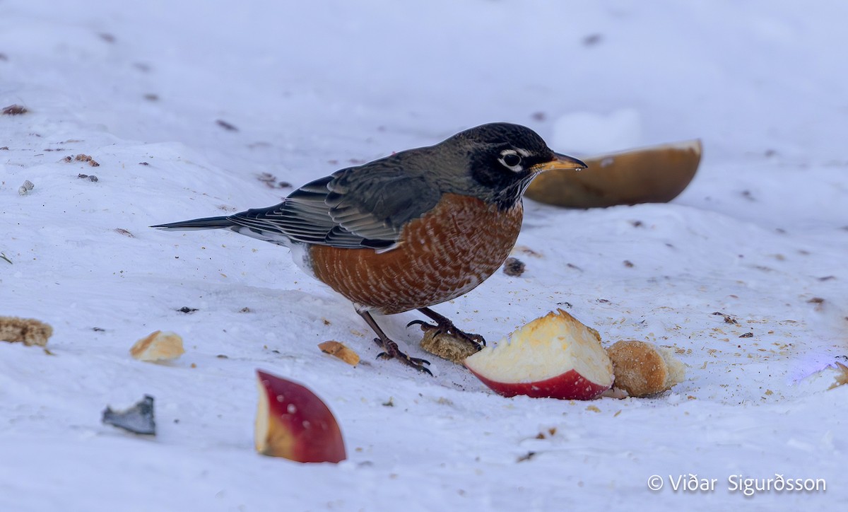 American Robin - ML645833643