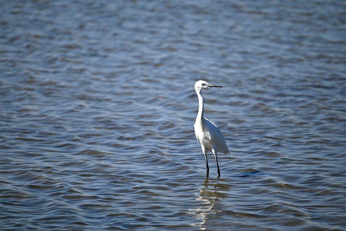 Reddish Egret - ML645833648