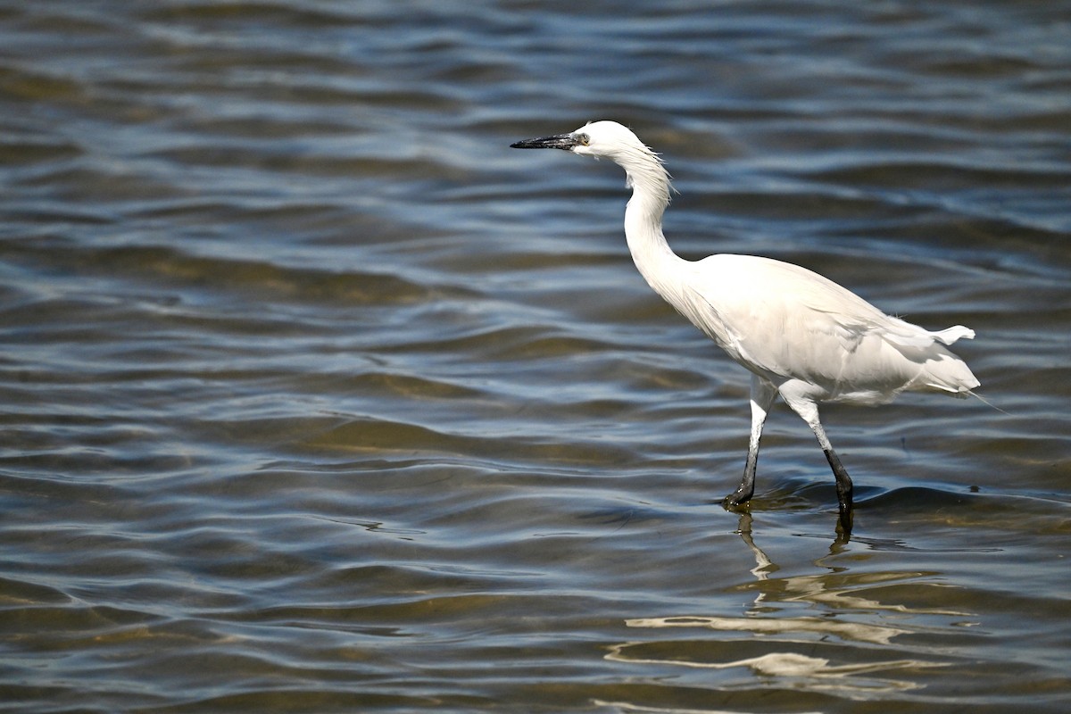 Reddish Egret - ML645833649