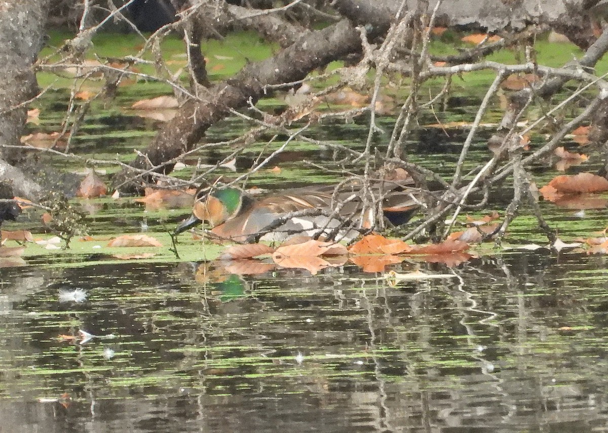 gulkinnand - ML645833650