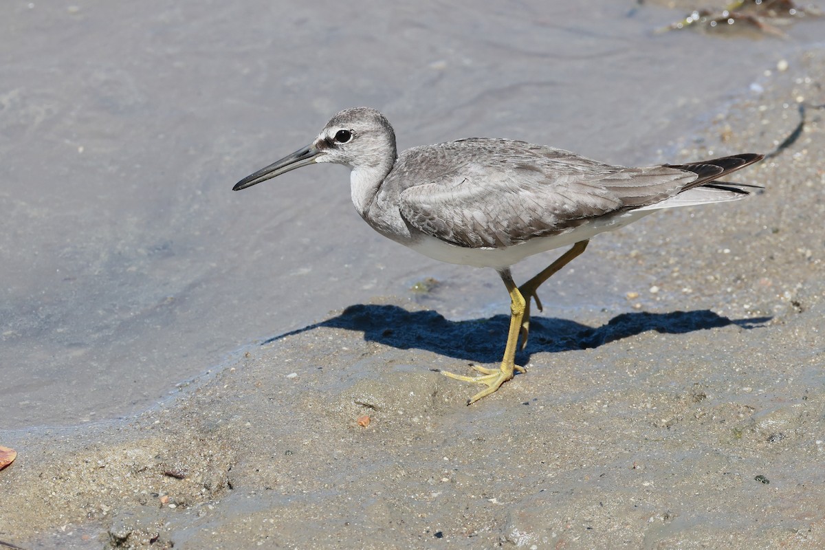 Коловодник попелястий - ML645833653