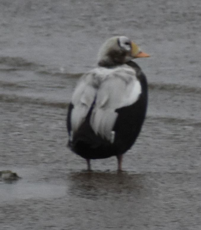 Spectacled Eider - ML645833655