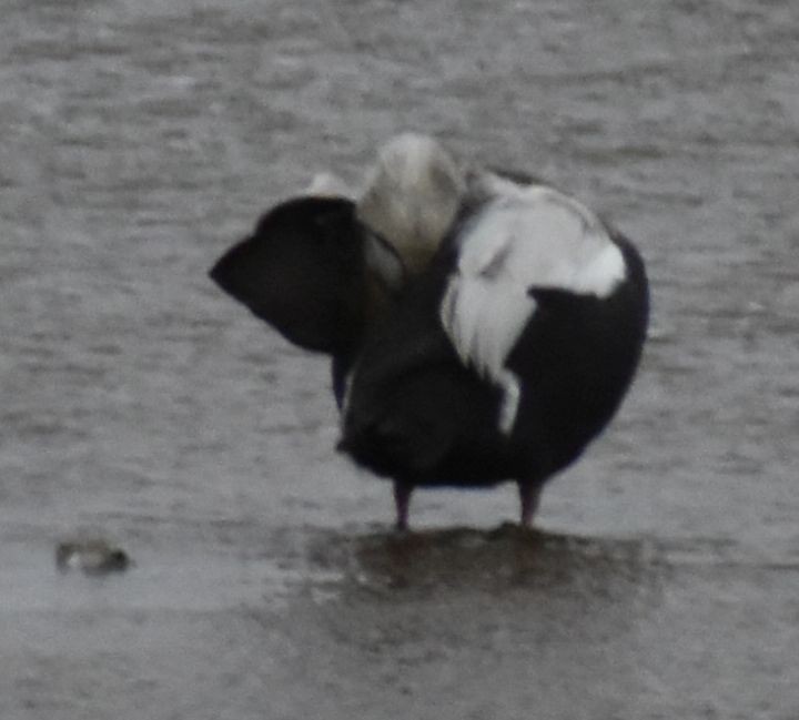 Spectacled Eider - ML645833656