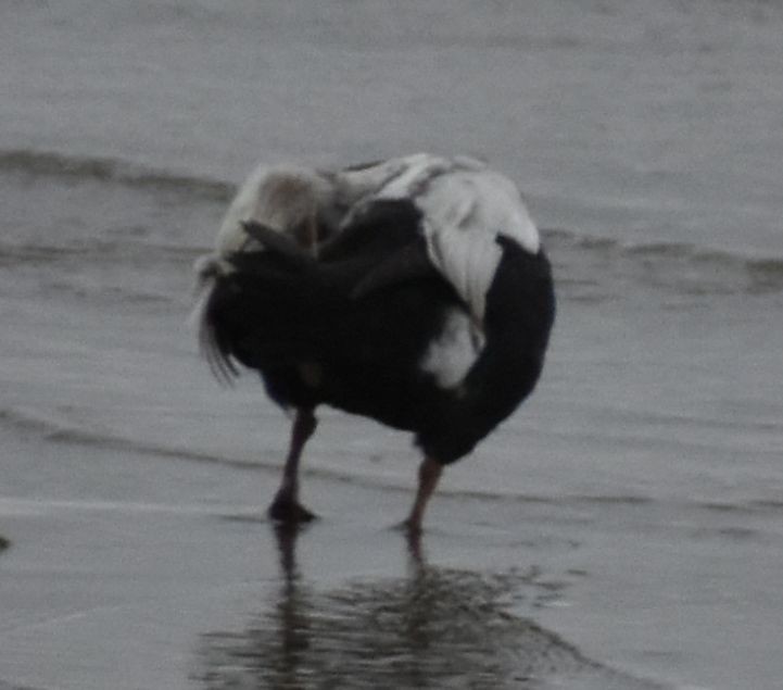 Spectacled Eider - ML645833658