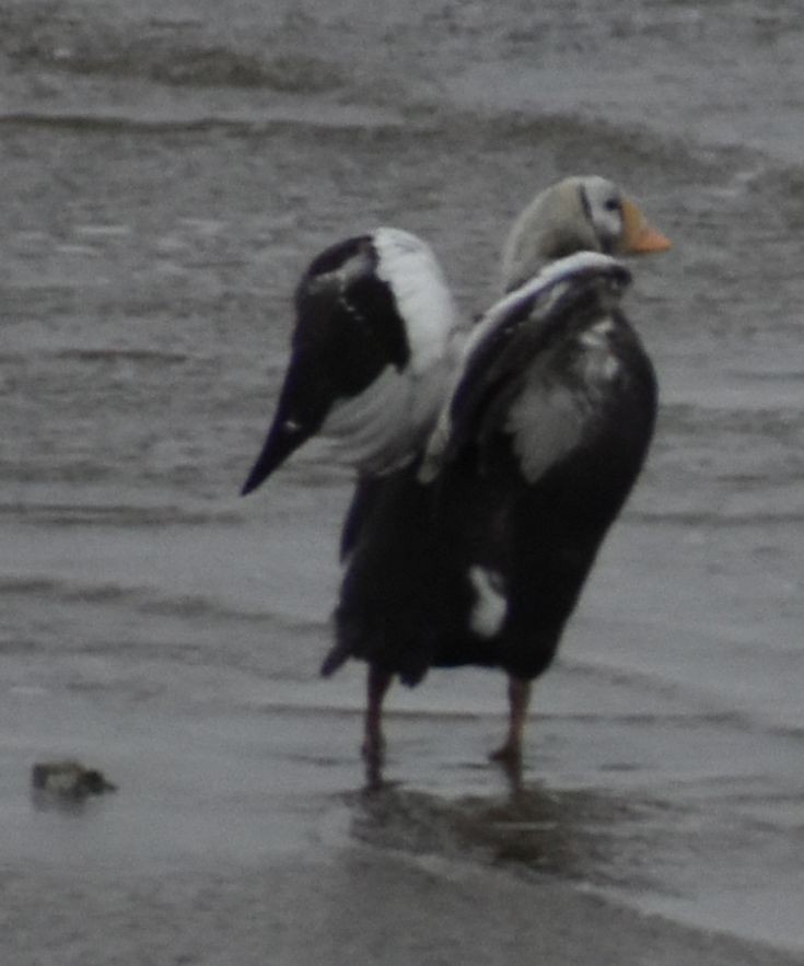 Spectacled Eider - ML645833659