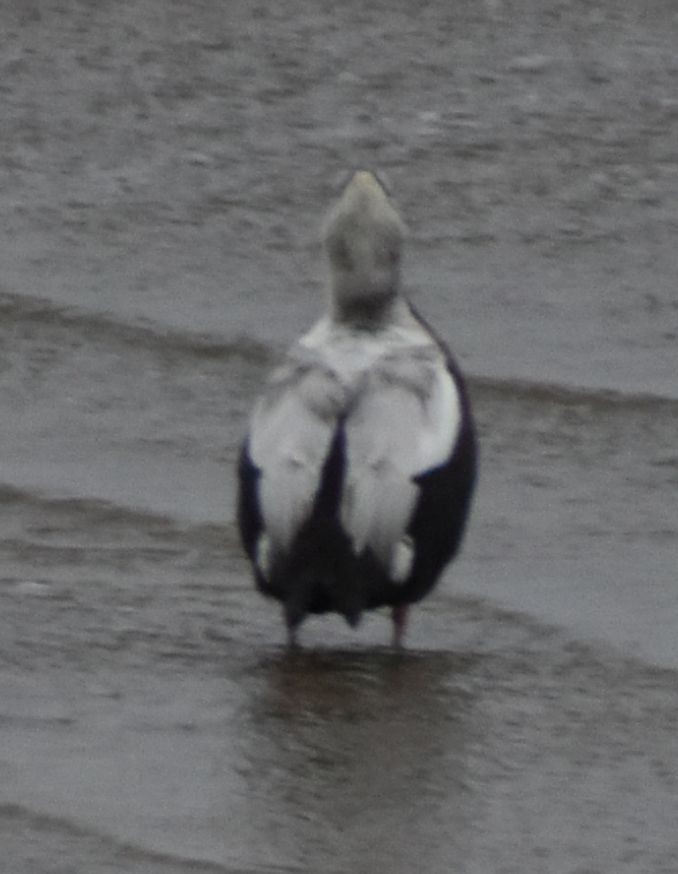 Spectacled Eider - ML645833660