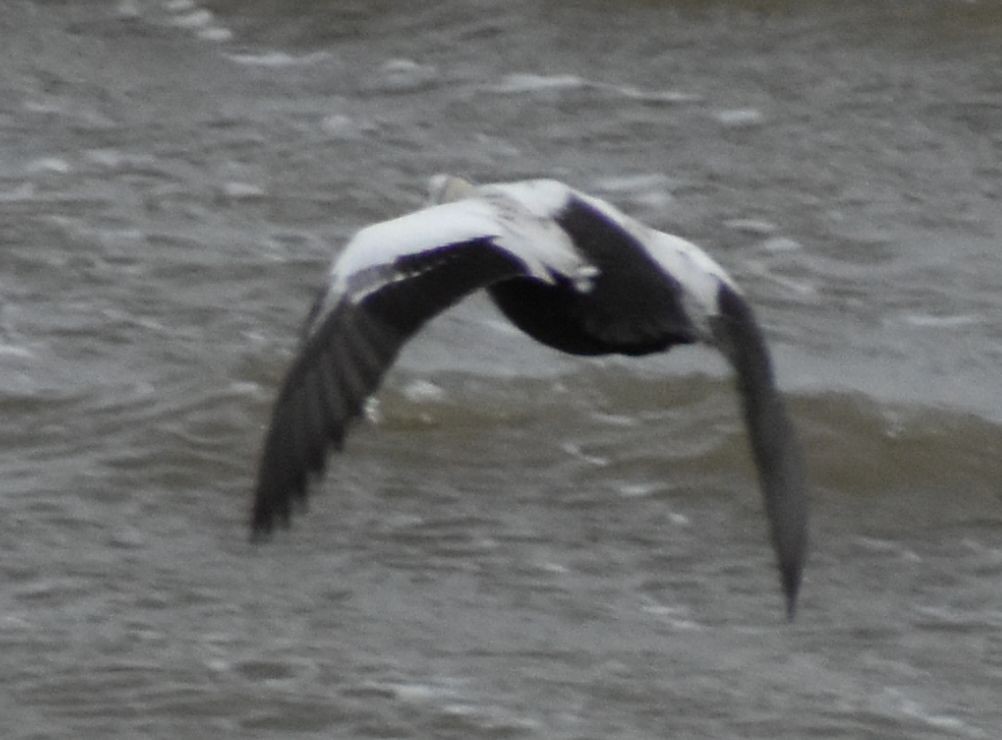 Spectacled Eider - ML645833661
