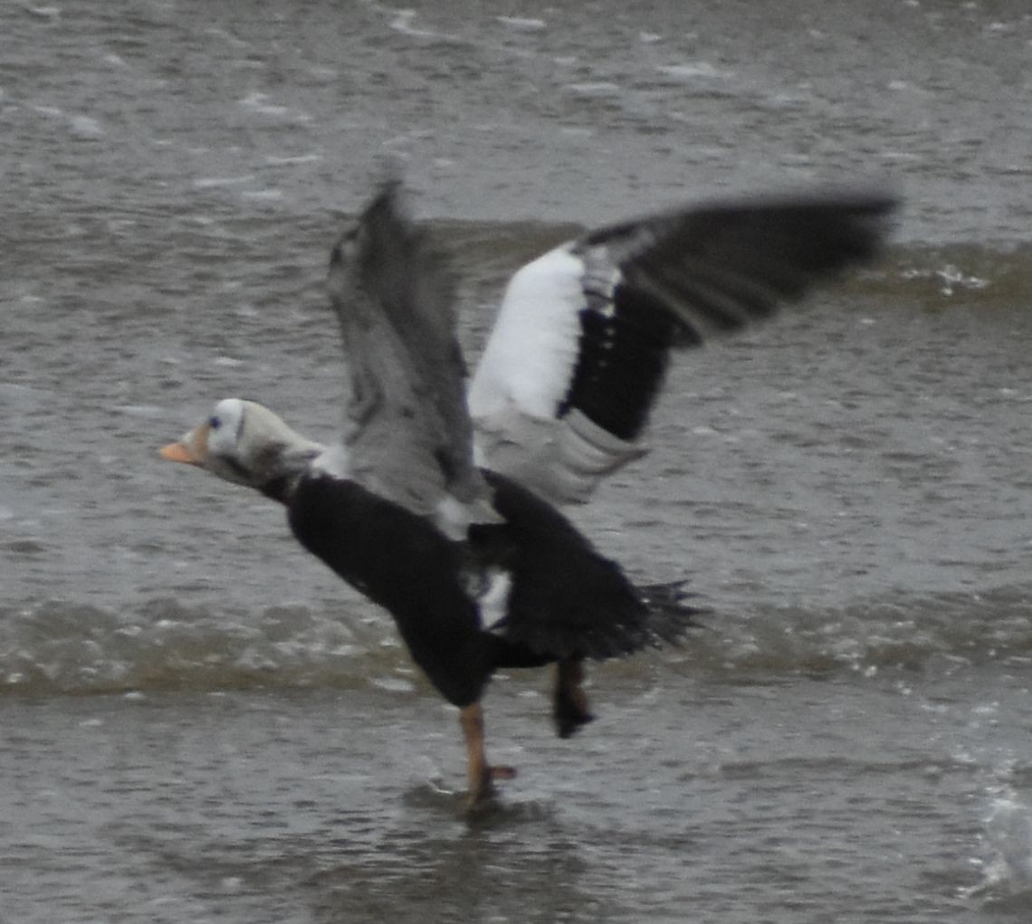 Spectacled Eider - ML645833662