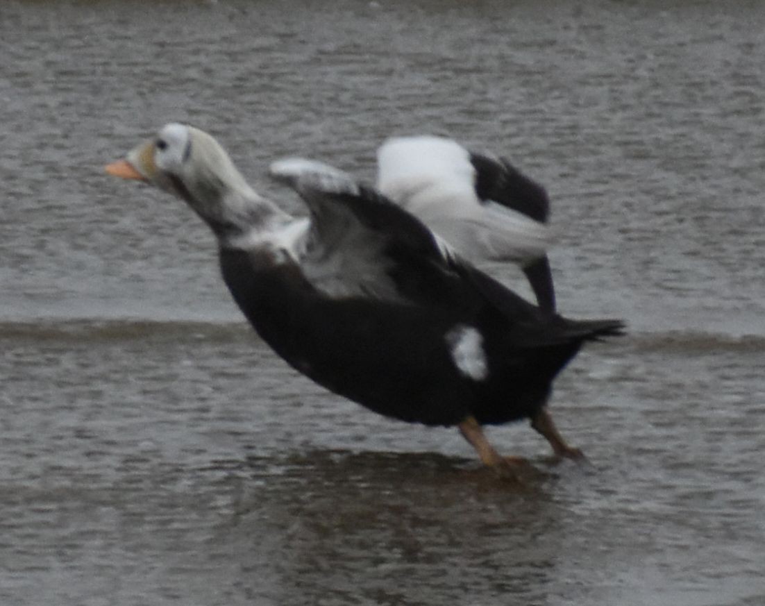 Spectacled Eider - ML645833663