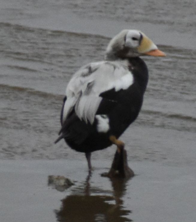 Spectacled Eider - ML645833664