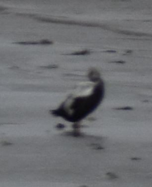Spectacled Eider - ML645833665