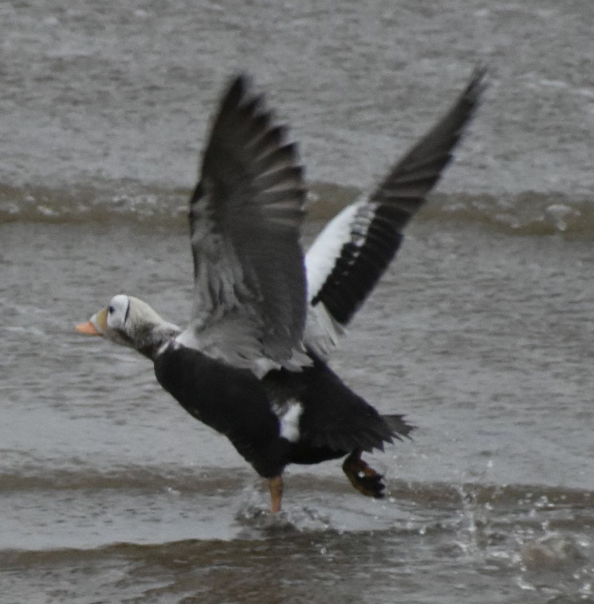 Spectacled Eider - ML645833666