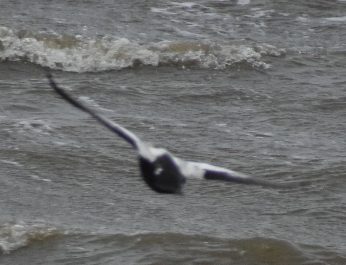 Spectacled Eider - ML645833667