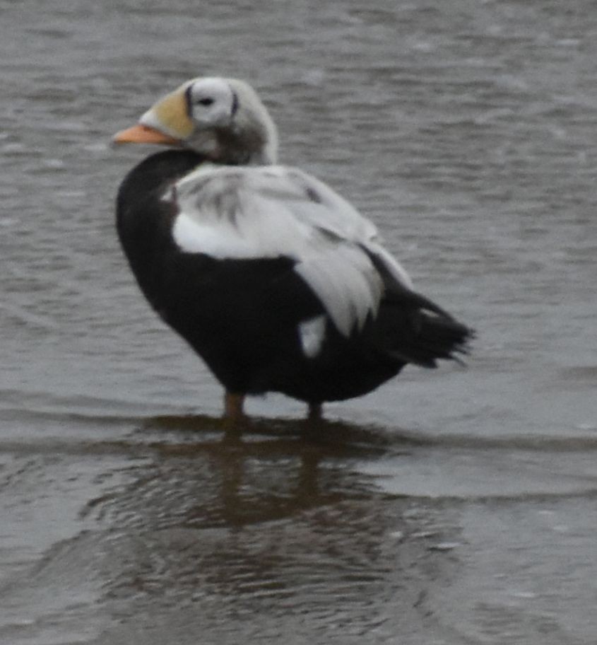 Spectacled Eider - ML645833668