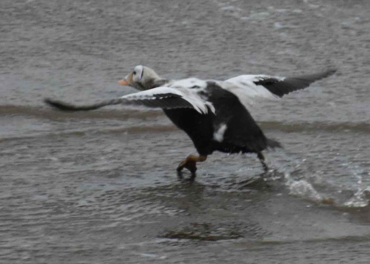 Spectacled Eider - ML645833669