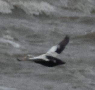 Spectacled Eider - ML645833670