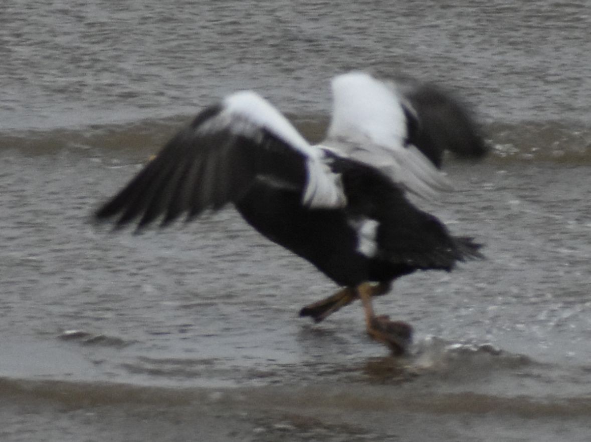 Spectacled Eider - ML645833671
