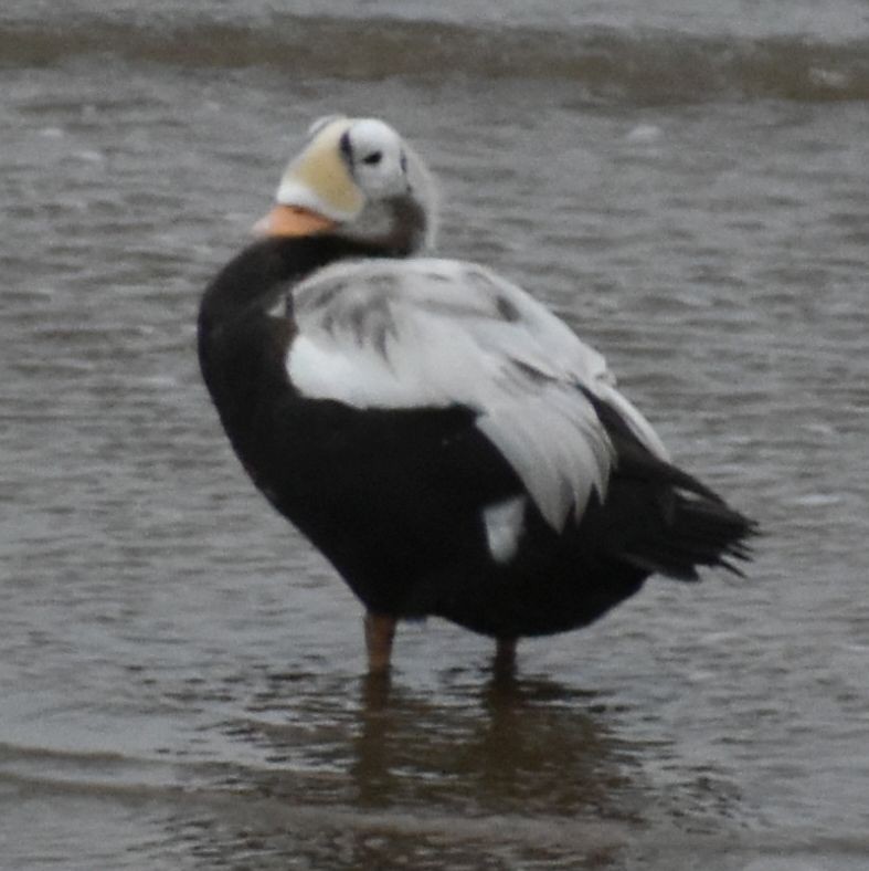 Spectacled Eider - ML645833672