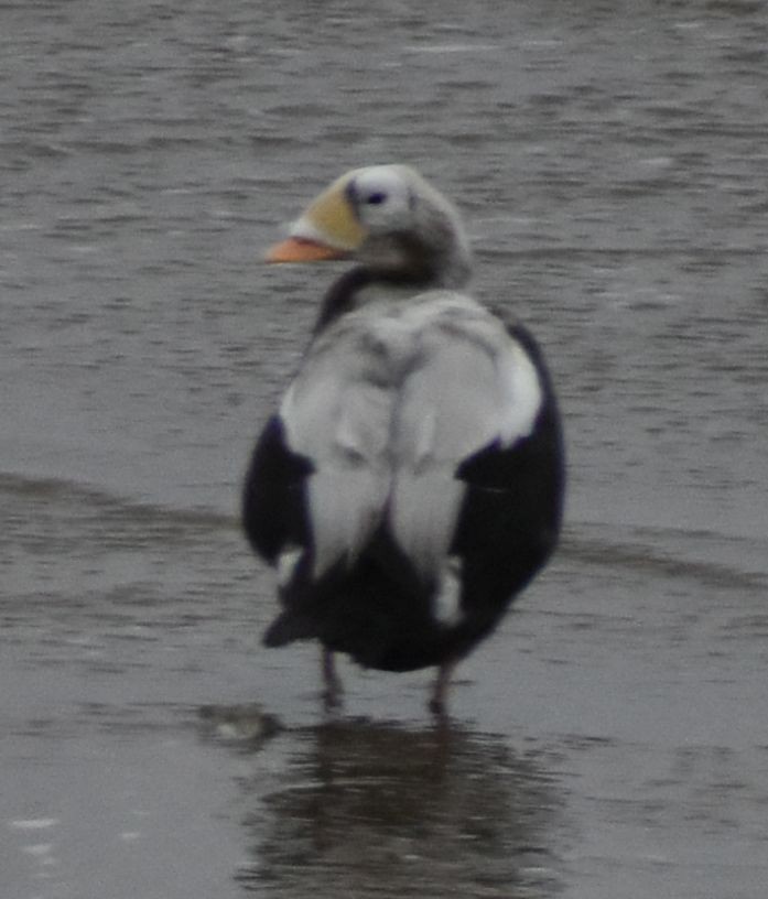 Spectacled Eider - ML645833674