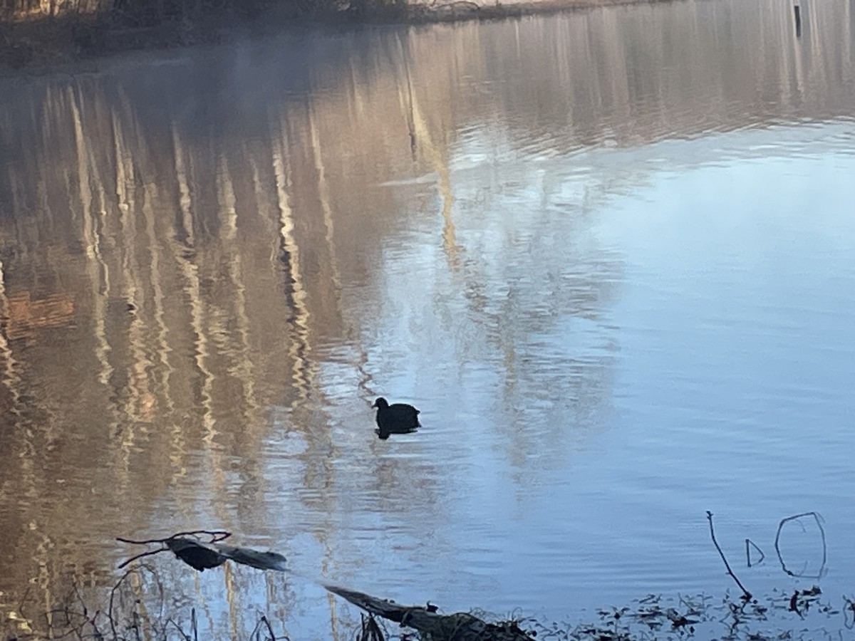 American Coot - ML645833675