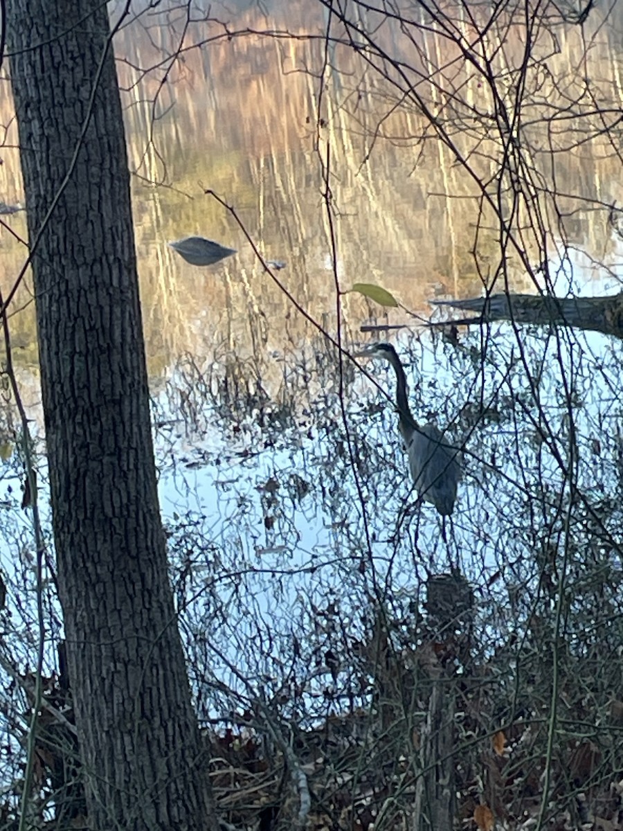 Great Blue Heron - ML645833688