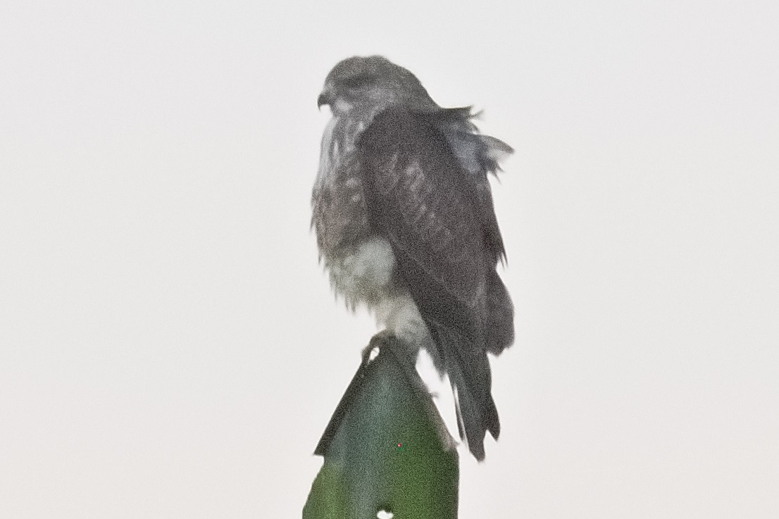 Common Buzzard - ML645833694