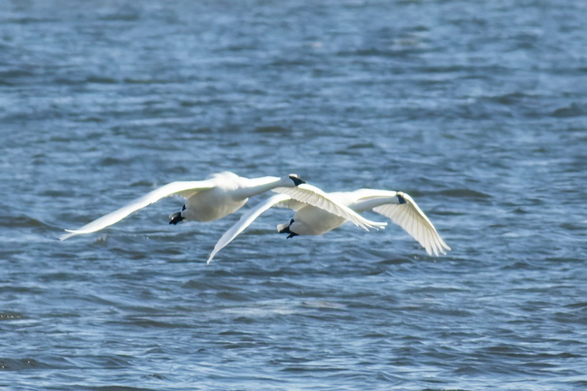 Beltxarga tronpetaria - ML645833698