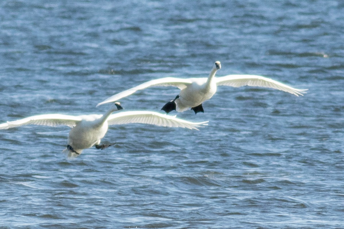 Beltxarga tronpetaria - ML645833699