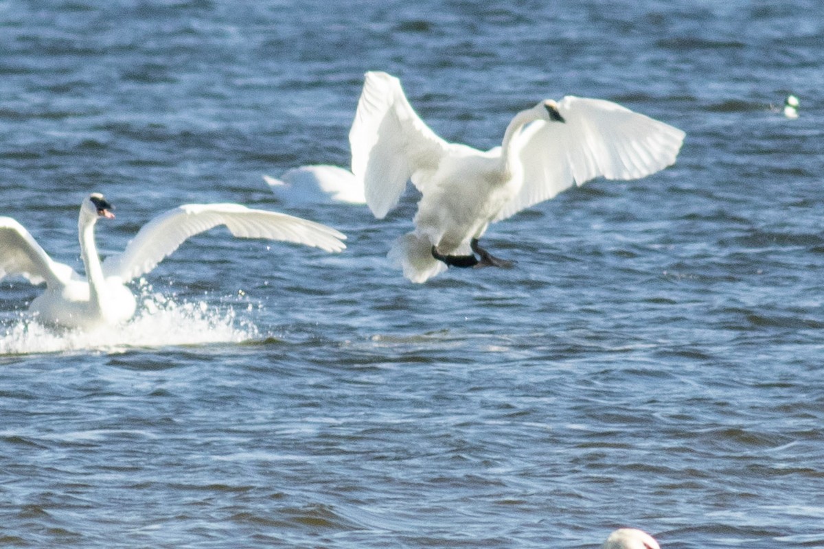 Beltxarga tronpetaria - ML645833700