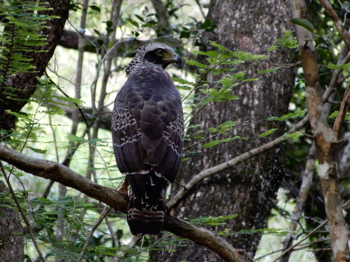 Crested Serpent-Eagle - ML645833705