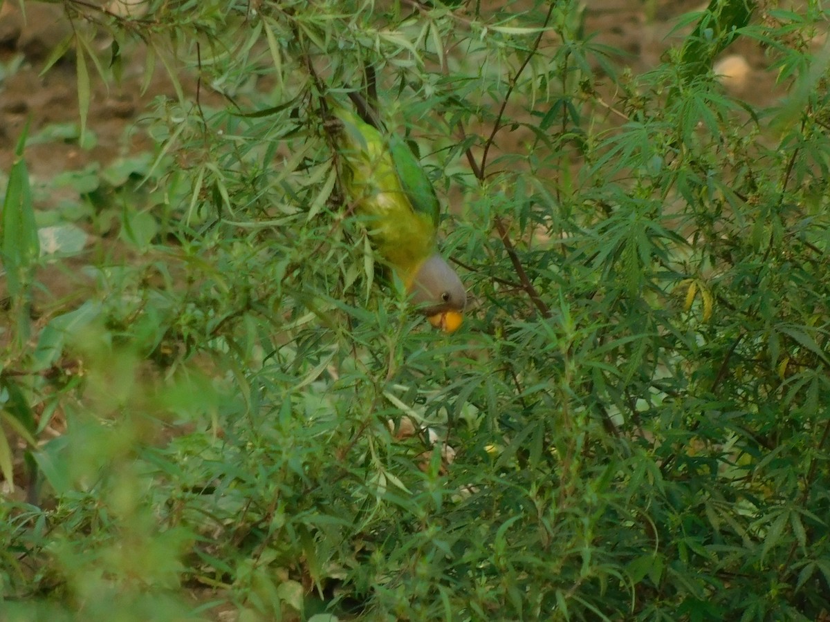 コセイインコ - ML645833715