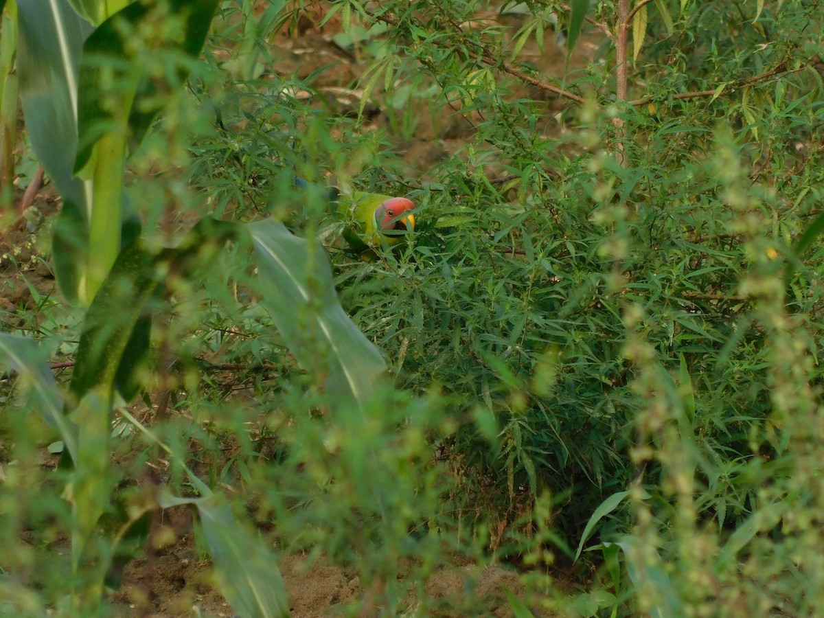 alexandr indický - ML645833719