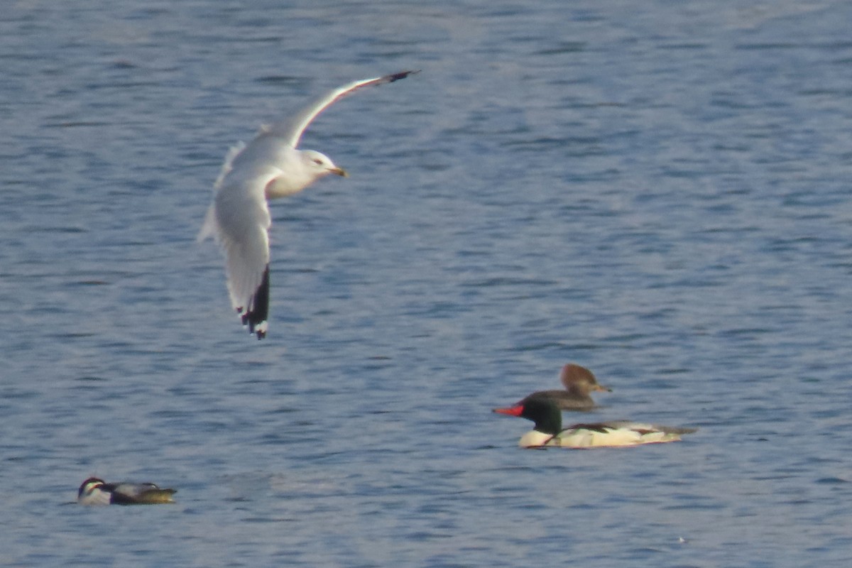 Delawareko kaioa - ML645833721