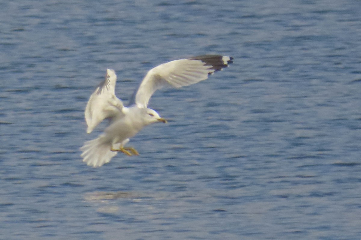 Delawareko kaioa - ML645833722