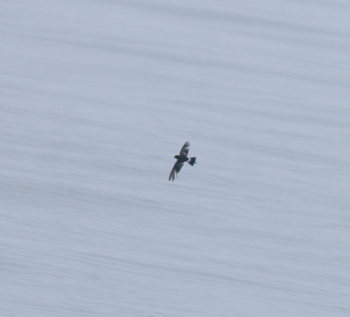 Wilson ekaitz-txoria - ML645833723