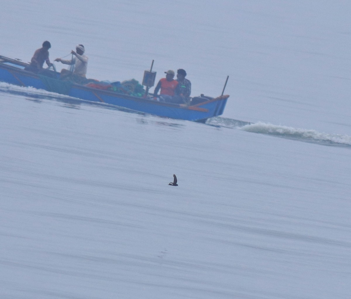 Wilson ekaitz-txoria - ML645833725