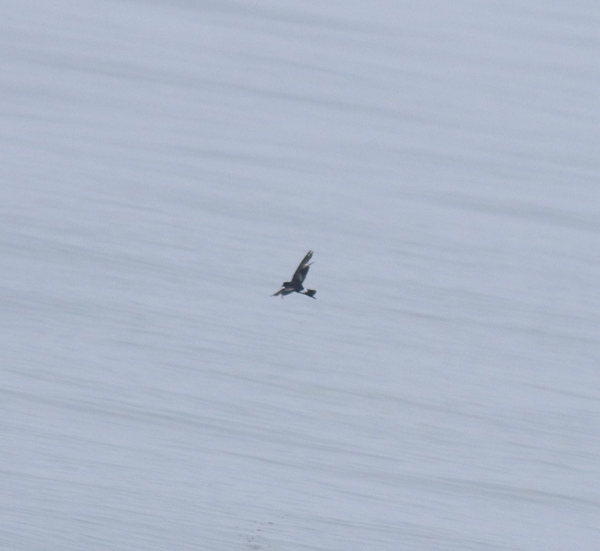 Wilson ekaitz-txoria - ML645833726