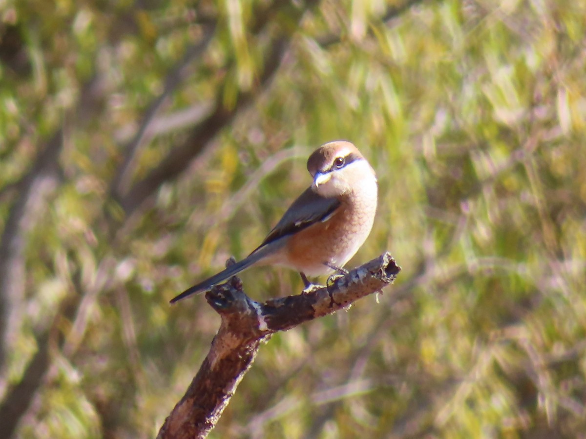 Bull-headed Shrike - ML645833727