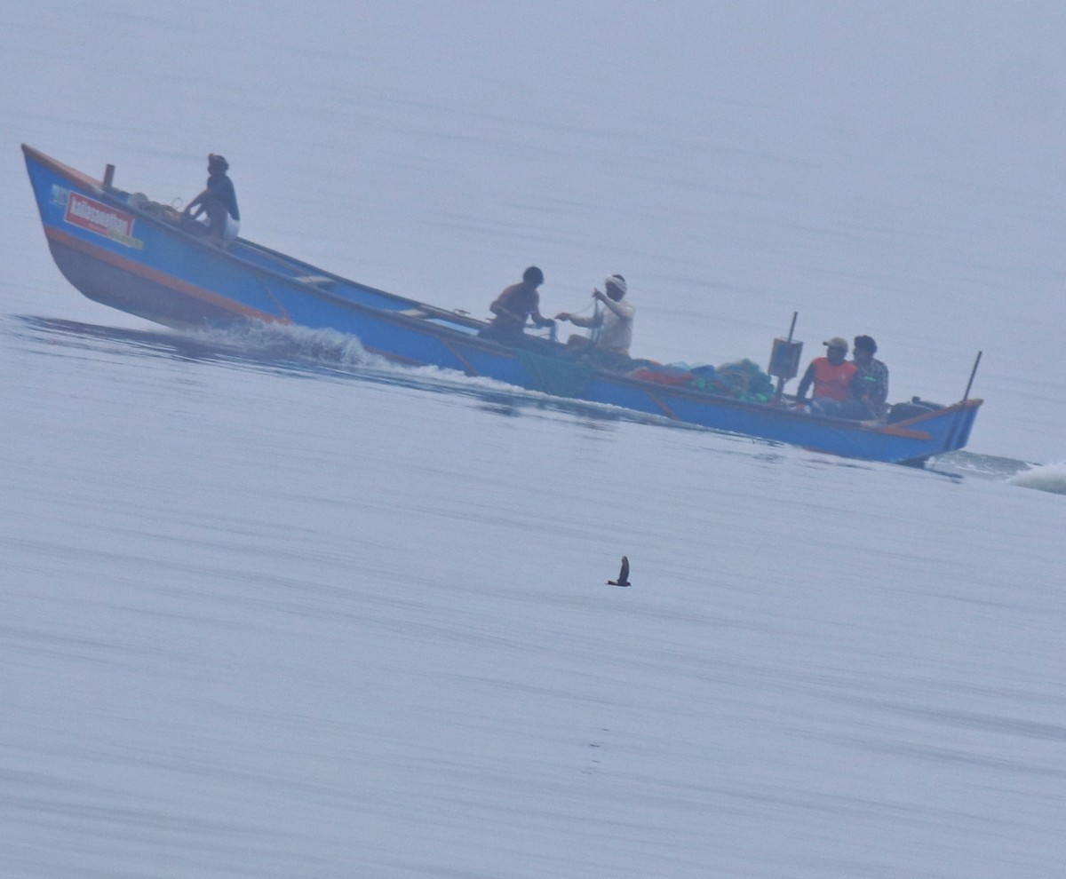 Wilson ekaitz-txoria - ML645833728